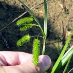 Carex pseudocyperus आदत