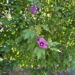 Hibiscus syriacusFlower