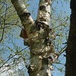 Betula maximowicziana Bark