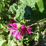 Malva arboreaLorea