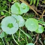 Hydrocotyle vulgaris Leaf