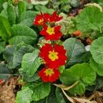 Primula × polyanthaFlor