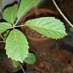 Handroanthus ochraceus Leaf