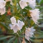 Echium decaisnei Flower