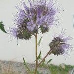 Phacelia tanacetifoliaLorea