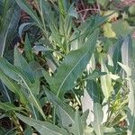 Diplotaxis tenuifolia Leaf