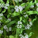 Valerianella locusta花