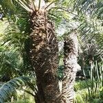 Cycas circinalis Buveinė