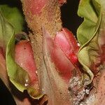Pentagonia wendlandii Fruto