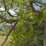 Quercus garryana 叶