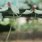 Aerangis luteoalba Flower