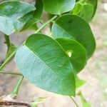 Pterocarpus officinalis ᱥᱟᱠᱟᱢ