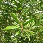 Acacia spirorbis Blad