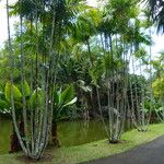 Ptychosperma macarthurii Corteza