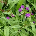 Lathyrus vernus Blomma