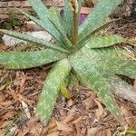 Aloe maculata Leaf