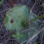 Habenaria helicoplectrum Leaf