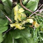 Erythronium tuolumnense Blomst