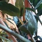 Zamioculcas zamiifolia Blatt