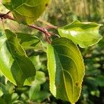 Rhamnus catharticaFolio