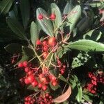 Photinia arbutifolia Fruit