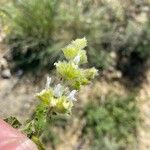 Sideritis hirsuta Flower