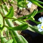 Myosotis scorpioides Feuille