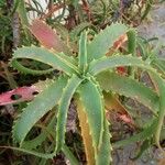 Aloe arborescens 葉