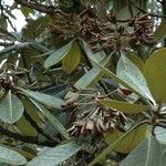 Rhododendron sinogrande Frukt