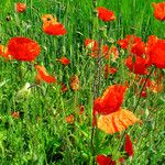 Papaver rhoeas Flower