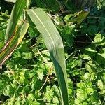 Sorghum bicolor Foglia