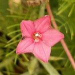 Ipomoea coccinea 花