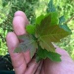 Acer rubrumLeaf