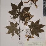 Acer campbellii Kita