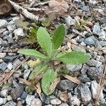 Gamochaeta purpurea Leaf