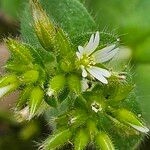 Cerastium glomeratum Цвят