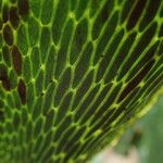 Antrophyum boryanum Leaf