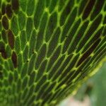 Antrophyum boryanum Hoja