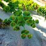 Euphorbia paralias Květ