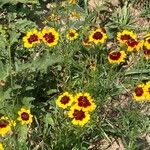 Coreopsis tinctoriaFiore