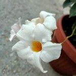 Mandevilla boliviensis Virág