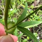 Trifolium strictum Feuille