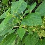 Boehmeria cylindrica Інше