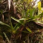 Jumellea triquetra Hostoa