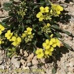 Brassica repanda Habitus