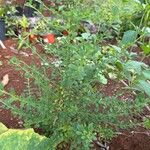 Lippia micromera Лист