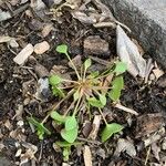 Claytonia perfoliataLeaf