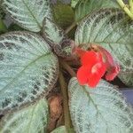 Episcia cupreata Leaf