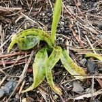 Orchis provincialis Hoja