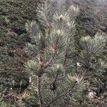 Pinus uncinata Leaf
